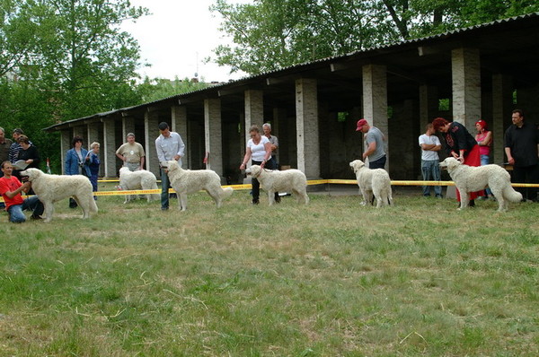 jászberény cac